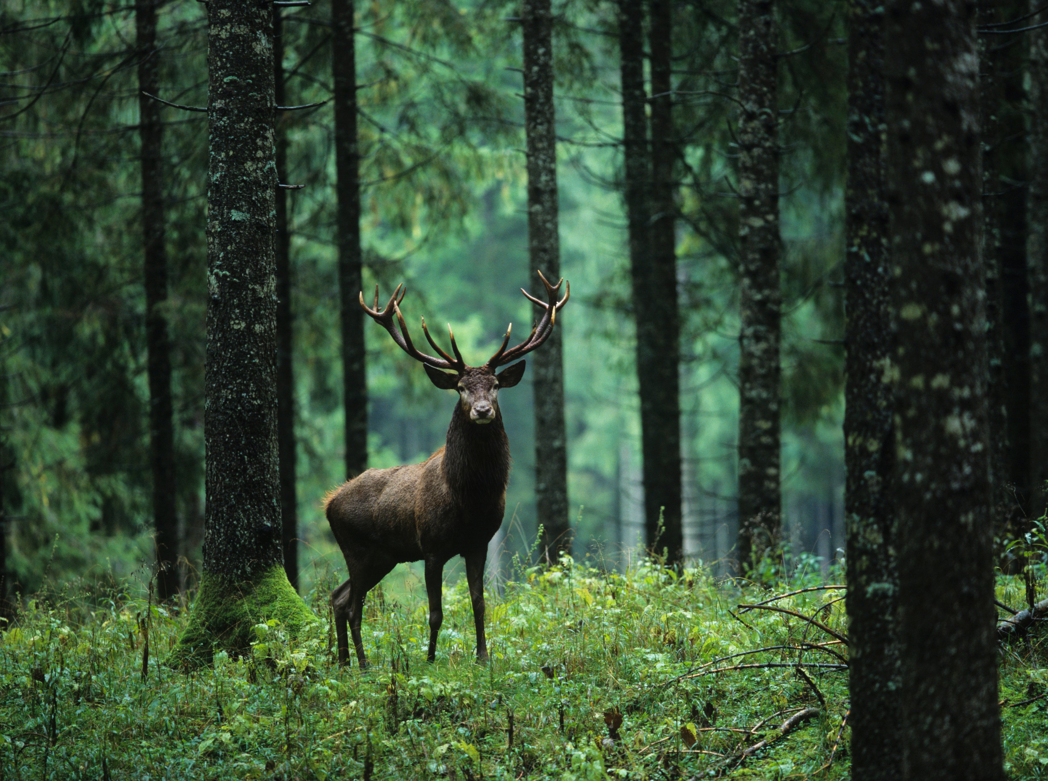 elk_in_forest elk_in_forest