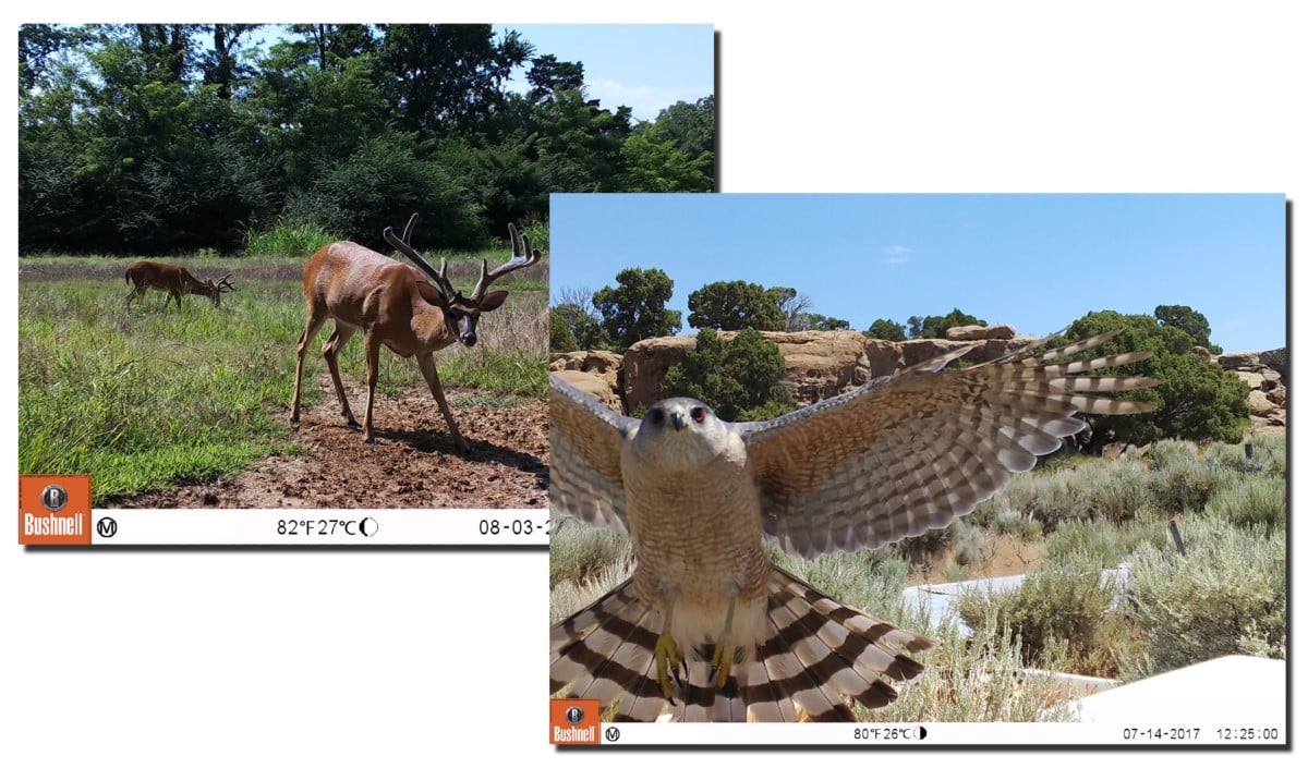 Trail-Camera-Snapshots_v2-1200x705 Trail-Camera-Snapshots_v2-1200x705